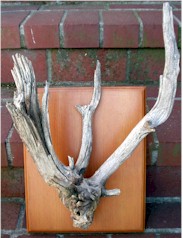 Proof of Evolution III: Triceratops Horns Fossil sculpture