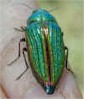 discobug1.jpg (81521 bytes)