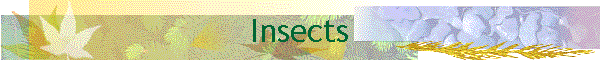 Insects